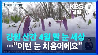 강원 산간 4월 말 눈 세상…“이런 눈 처음이에요” / KBS  2022.04.29.