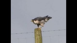 2024 0211 Peregrine falcon MOV