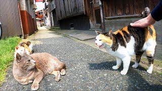 キレると怖いボス三毛猫、撫でてあげたら甘い鳴き声で喜んだ😻