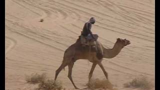 A Bedouin Camel Race