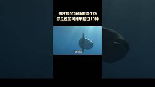 海洋中最怪异的30种生物，你见过的可能不超过10种 #海洋生物  #海洋生物科普 #shorts