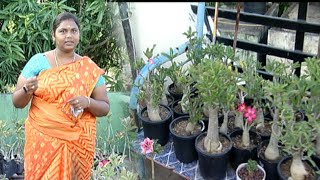 சிறிய அளவு முதல் பெரிய அளவு Adenium செடிகளை வளர்த்து வரும் சென்னை பெண்மணி | Malarum Bhoomi