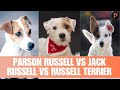 Parson Russell vs Jack Russell vs Russell Terrier: What’s the Difference?