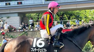 東京競馬パドック　11R メイS（2024.5.18）