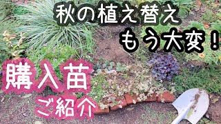 《11月初旬の庭》秋の植え替えが終わらない！宿根草•ｸﾞﾗﾝﾄﾞｶﾊﾞｰの植え替え[ガーデニングvlog]