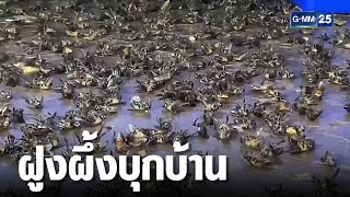 ฝูงผึ้งนับแสน บุกบ้านพักจนท.แขวงทางหลวงกระบี่ | เจาะข่าวค่ำ | GMM25