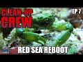 CLEAN-UP CREW Selection for Saltwater Aquarium - Red Sea Reboot