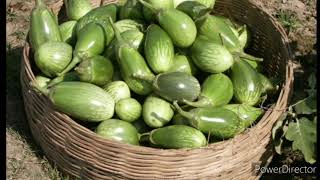 Brinjal cultivation