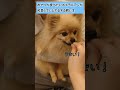 cute pomerania gets too desperate when presented with snacks out of reach