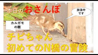 カルガモ雛のチビちゃん、初めてのN橋冒険・本日のおっさんぽ