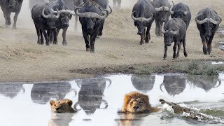 The Angry Buffalo Herd Took Revenge - The Lion Did Not Foresee The Danger That Would Occur
