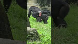 Chimpanzee/Pan troglodytes/Taipei Zoo