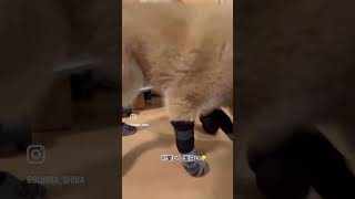 靴下デビュー🧦