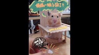 黃金鼠GaKu不想吃蝦子就裝掉了 Hamster GaKu dropped the shrimp when he is full.