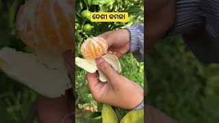 ଦେଶୀ କମଳା ll Desi Orange @odishakrushakbandhu #shorts #short #viral #india #trending #farm #fruit