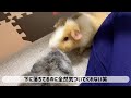 モルモットと過ごす朝はこんな感じです　guinea pig morning routine