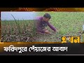 লাভজনক হওয়ায় পেঁয়াজ চাষে বাড়ছে আগ্রহ | Onion Production | Faridpur News | Ekhon TV