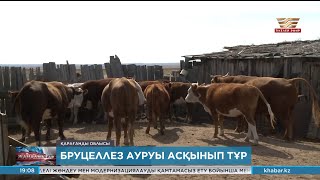 Қарағанды облысында бруцеллез ауруы асқынып тұр