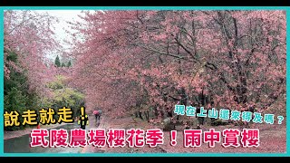 【說走就走】武陵農場櫻花季｜雨中賞櫻｜2022/02/21 現場花況｜究竟經過豪雨侵襲還看得到花嗎？