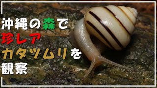 沖縄中部は外来種だらけだけど珍しいカタツムリもいます！【オンラインガイド】