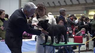 2017 FCI東京インター フレンチブルドッグ  01