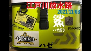 江戸川放水路　束超えのハゼを釣る　20211103