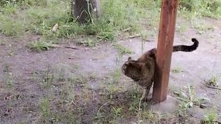 0508☁ 𓃠カフェオレちゃん、おはようございます❣😸☺🐾