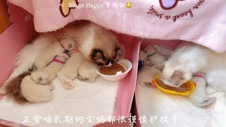 2021年王槟鲁布偶猫舍vlog，出生了十一个六一宝宝