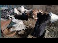 Sell Sell Sell Bihar pigeons birds farm all pigeons baby Sell con 9304431706