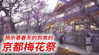 【京都 梅花祭】每年2月，在京都北野天滿宮每年舉辦的梅花祭，預示著春天的到來