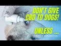 Is CBD Good For Dogs? (Science Explained)