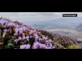 neelakurinji bloom in idukki.. munnar ഇടുക്കിയിൽ നീലക്കുറിഞ്ഞി വസന്തം🌺🌺 munnar idukki