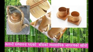 अत्यन्तै सम्भावना भएको  बाँसको व्यवसायिक जागरणको खाँचो ||Bamboo plant in nepal|basko sambhabana||