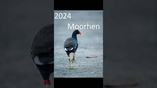 2024 moorhen and 5000bce moorhen #animals #trending