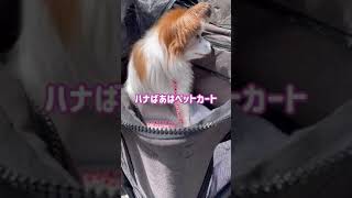 17歳元保護犬がいる我が家の日常の散歩 | マルプー・チワワ・パピヨン多頭飼い | #shorts