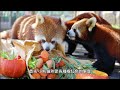 膽小又愛生氣！ 可愛爆表小熊貓！ 最萌的野生動物！ red panda