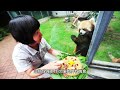 膽小又愛生氣！ 可愛爆表小熊貓！ 最萌的野生動物！ red panda