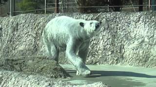 ポロロ　飼育員さんはいずこへ　シロクマ　ポロロ１０７（とくしま動物園）