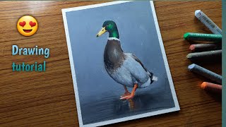 Realistic bird drawing - drawing with oil pastels #shorts