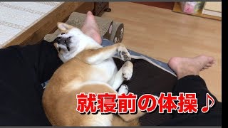 柴犬ハナ 寝る前の体操は良い？悪い？【かわいい】 -- Shiba stretch before sleeping, good or bad ? --