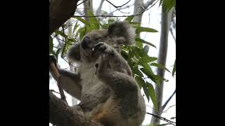 Itchy Koala