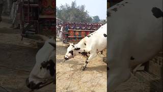 ২০২৫ সালের কোরবানির গরু প্রস্তুত || The sacrificial cow of 2025 is ready #viralshort #cow #viral gur