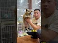 萌宠 狗狗 小型犬 不同人群养狗推荐