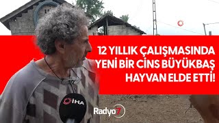 12 Yıllık Çalışmasında Yeni Bir Cins Büyükbaş Hayvan Elde Etti!