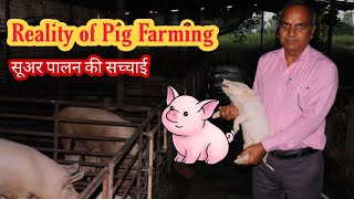 Pig Farming | सूअर पालन | महत्वपूर्ण जानकारी