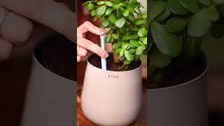 Water pen | Hydrate | Aura self-watering pot | Kyari