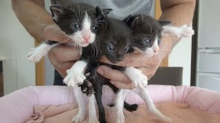 【保護子猫】3猫全員集合！そっくりすぎるハチワレ2猫｜⚠︎無修正注意！初めてのうんち｜生後約2週間の子猫のミルクボランティア｜ダンボールの中の小さい大切な命（2日目）2nd｜kitten.cat.