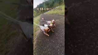 多頭飼いあるある 【先頭はぼくだ！！！】#Shorts