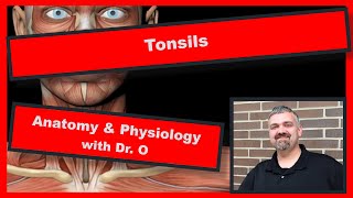 The Tonsils:  Anatomy and Physiology