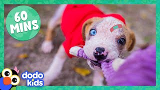 60 Minutes Of Fearless and Fuzzy Animals | Animal Videos | Dodo Kids